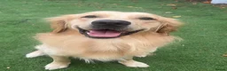 Golden Retriever dogs for stud: Proven Beautiful Golden Retriever Stud  - Advert 1