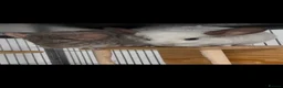 Chinchilla rodents for sale: Chinchilla chin pair male cage accessories rodent in Hyde - Advert 2