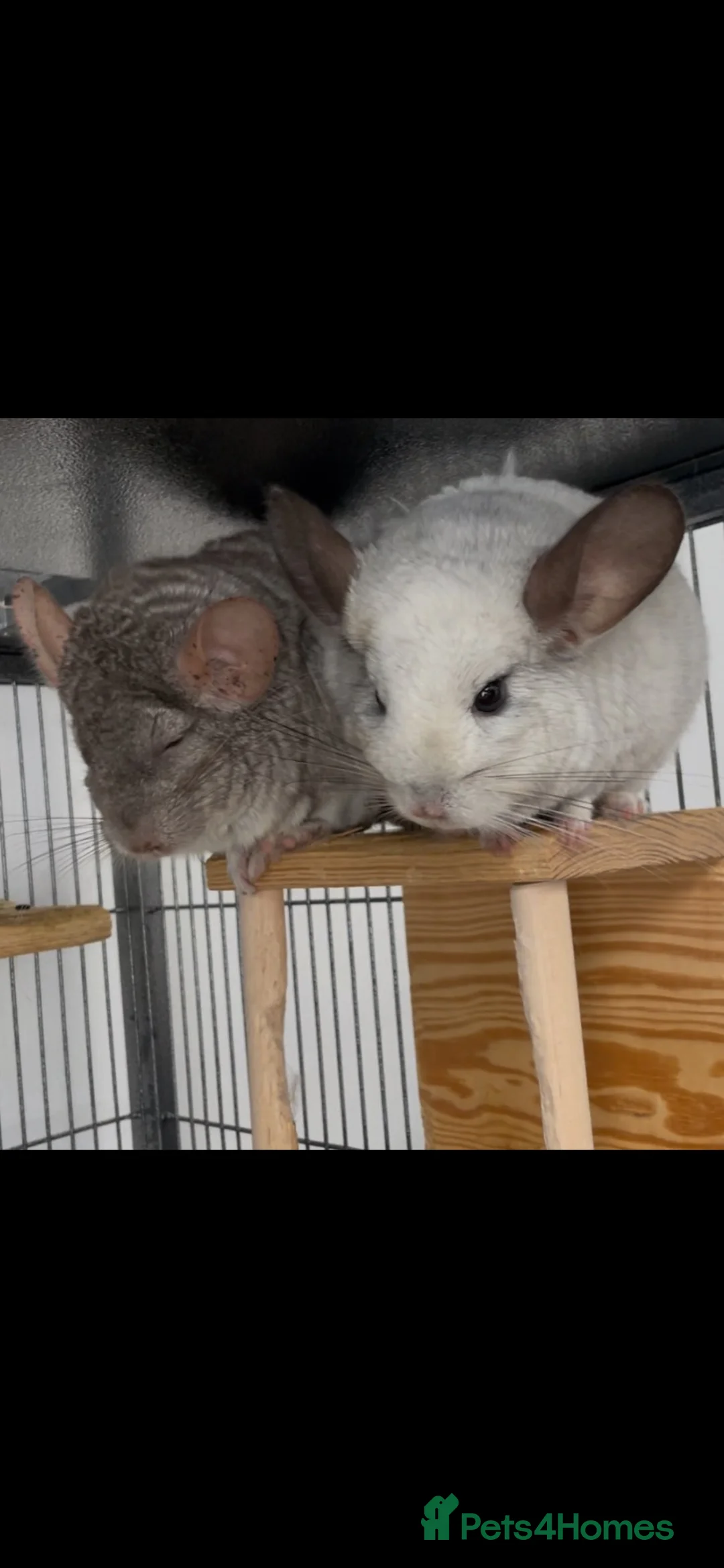 Chinchilla rodents for sale: Chinchilla chin pair male cage accessories rodent in Hyde - Advert 2