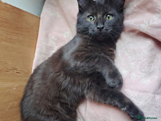 Mixed Breed cats - Advert 26