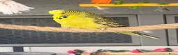 Budgerigars birds for sale: 12 Budgies Available  - Advert 2