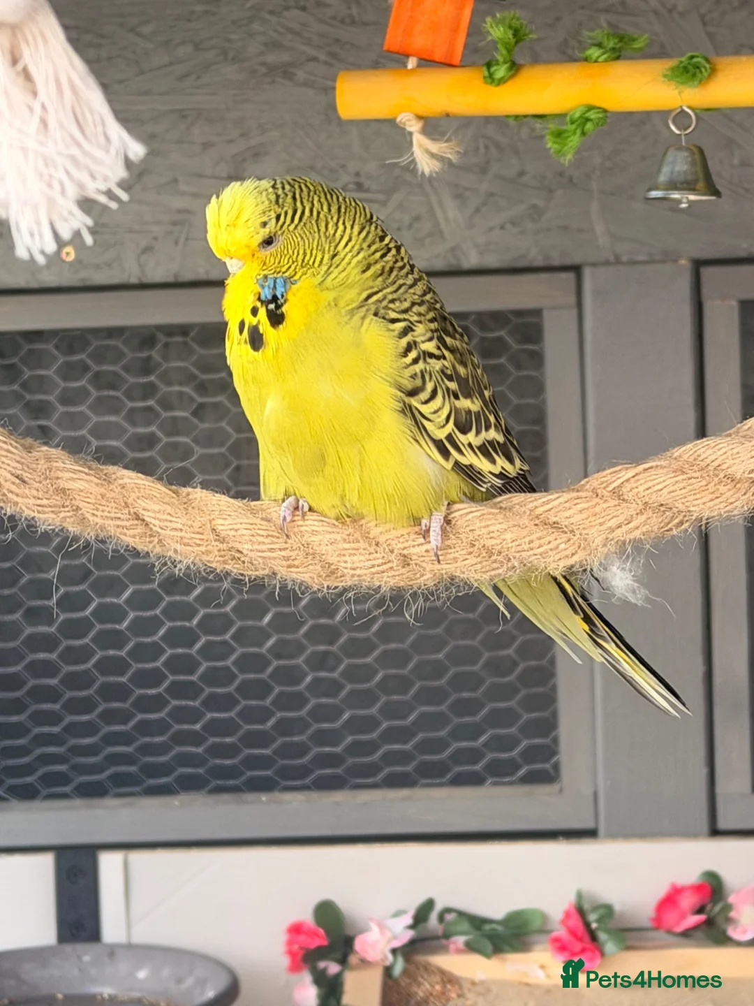 Budgerigars birds for sale: 12 Budgies Available  - Advert 2