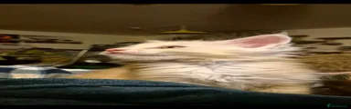 Maine Coon 3