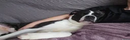 Mixed Breed dogs for adoption: Gorgeous staffie cross available for adoption  in Colchester - Advert 8