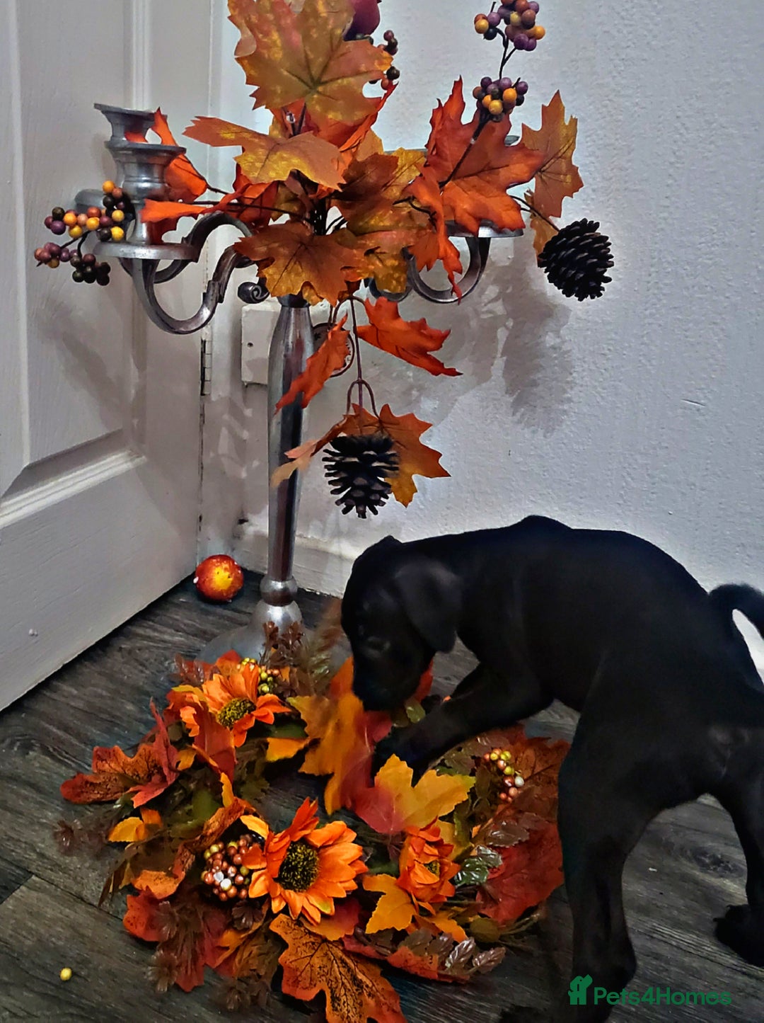 Mixed Breed dogs for sale: Beautiful mixed breed puppies - Image 9