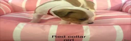Staffordshire Bull Terrier dogs for sale: Stunning litter of Staffies  - Advert 22