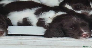 English Springer Spaniel dogs - Advert 3