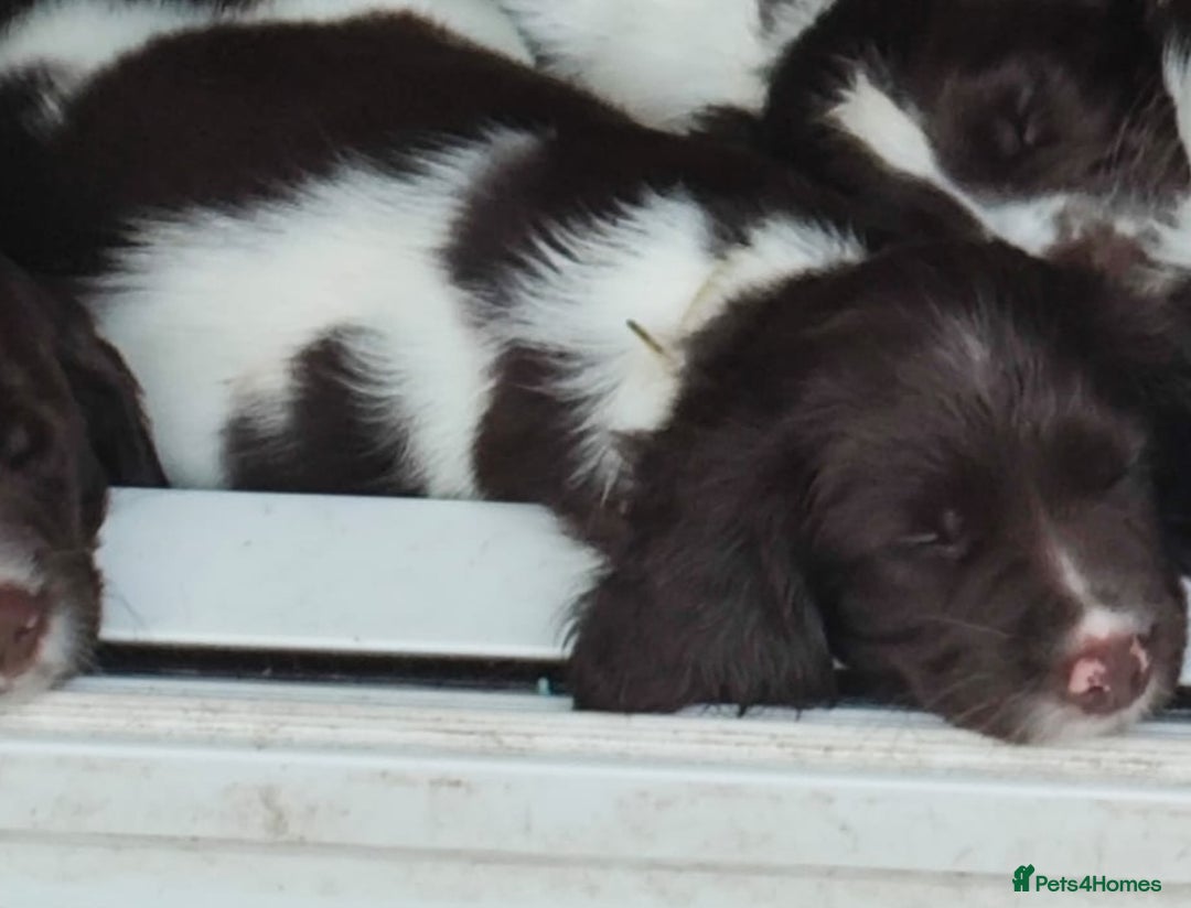 English Springer Spaniel dogs for sale: ESS girl puppies  - Image 20