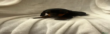 Dachshund 7