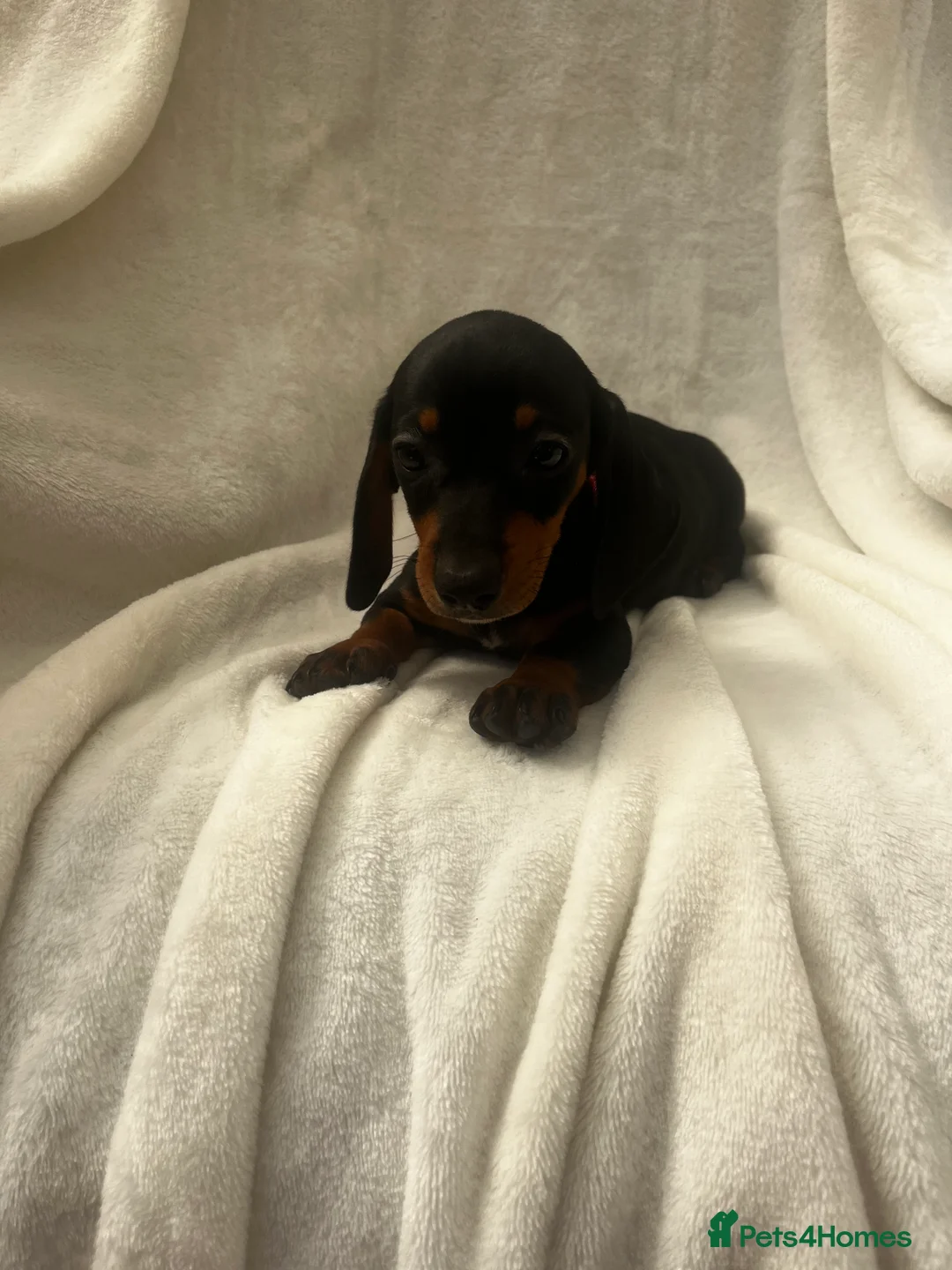 Dachshund dogs for sale: Full breed miniature dachshund  in Uxbridge - Advert 2