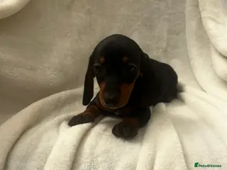 Dachshund dogs Full breed miniature dachshund - Advert 2