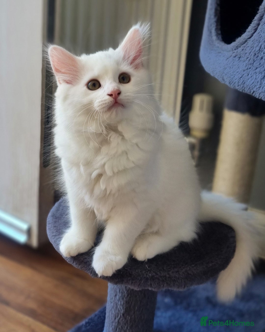 Mixed Breed cats for sale: Cute kittens - Image 8