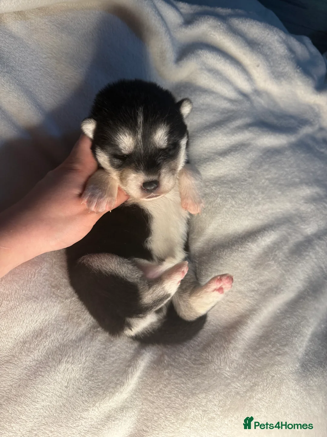 Huskita dogs for sale: Huskita Puppies FULLY VACCINATED - Advert 16