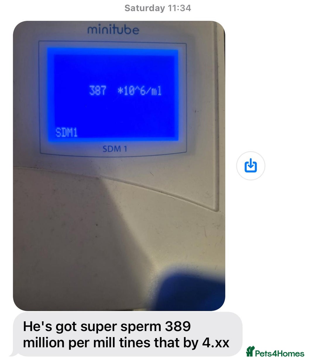 Siberian Husky dogs for stud: Imported Blue Eyed, Red & White Husky Stud - Advert 7