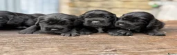 Cocker Spaniel dogs for sale: Stunning health tests show cockers  - Advert 4