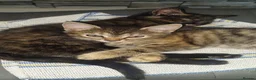 Mixed Breed cats for sale: 2 kittens girl - Advert 2