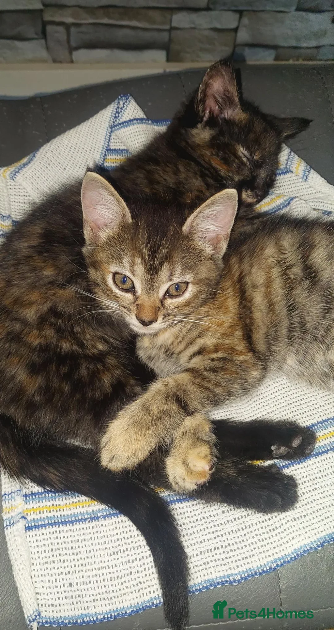 Mixed Breed cats for sale: 2 kittens girl - Advert 2