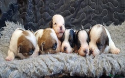 Jack Russell dogs for sale: kC Reg Jack Russell Pups, DNA Health Tested - Image 39