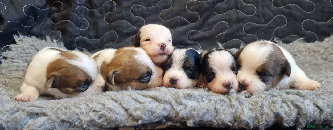 Jack Russell dogs for sale: kC Reg Jack Russell Pups, DNA Health Tested - Image 39