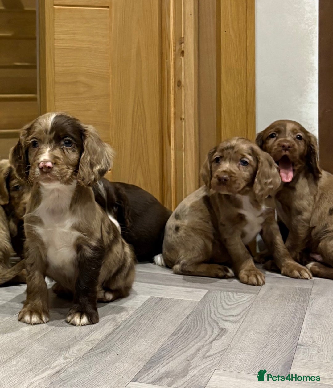 Cocker Spaniel dogs for sale: 🐶 KC Registered Cocker Spaniel Pups 🐶  - Advert 2