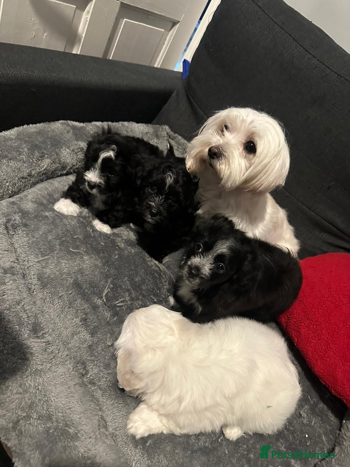 Maltipoo dogs Maltipoo puppies  - Advert 3