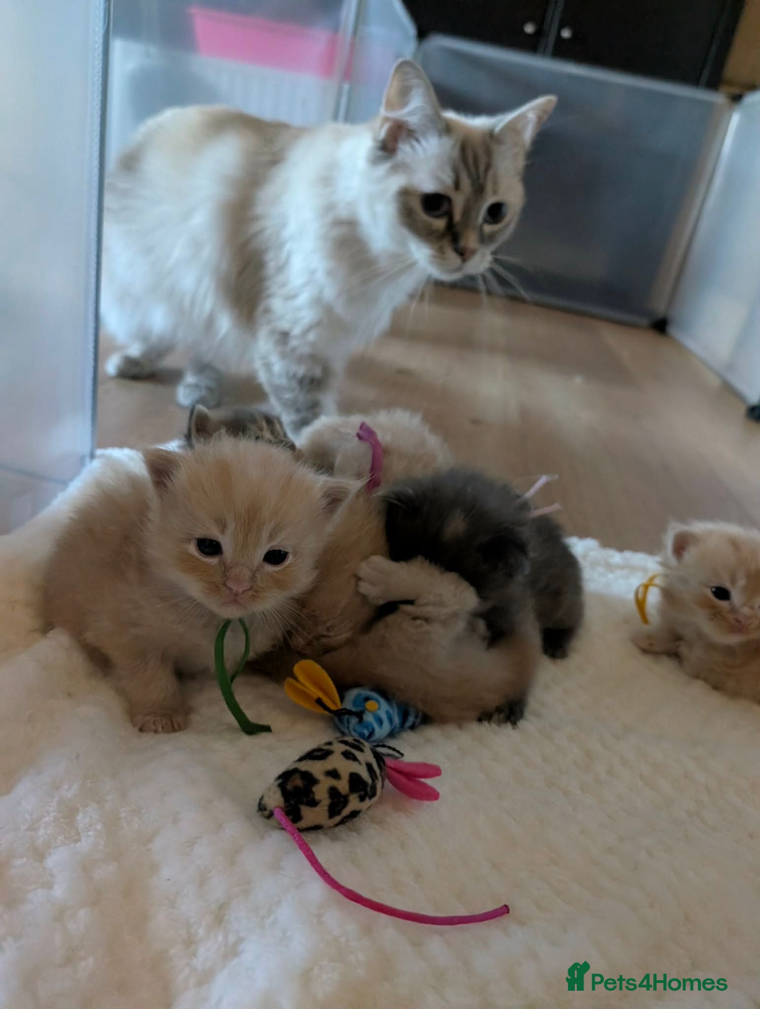 Mixed Breed cats Gorgeous Ragcoons Kittens Ready Now  - Advert 2