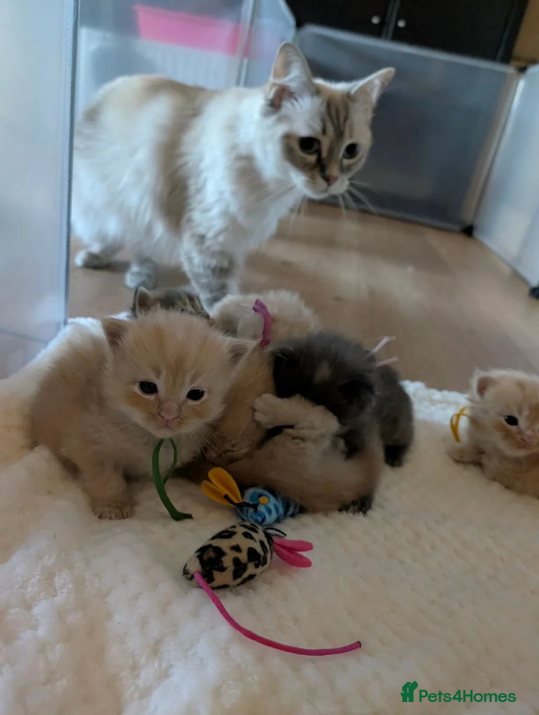 Mixed Breed cats for sale: Gorgeous Ragcoons Kittens Ready Now  - Advert 1