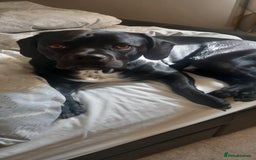Mixed Breed dogs for sale: Dexter - Image 2