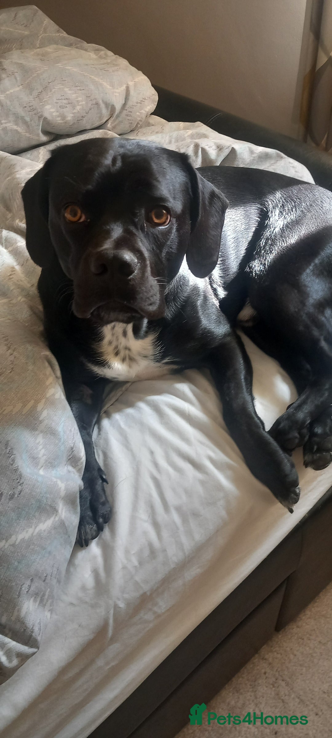 Mixed Breed dogs for sale: Dexter - Image 2