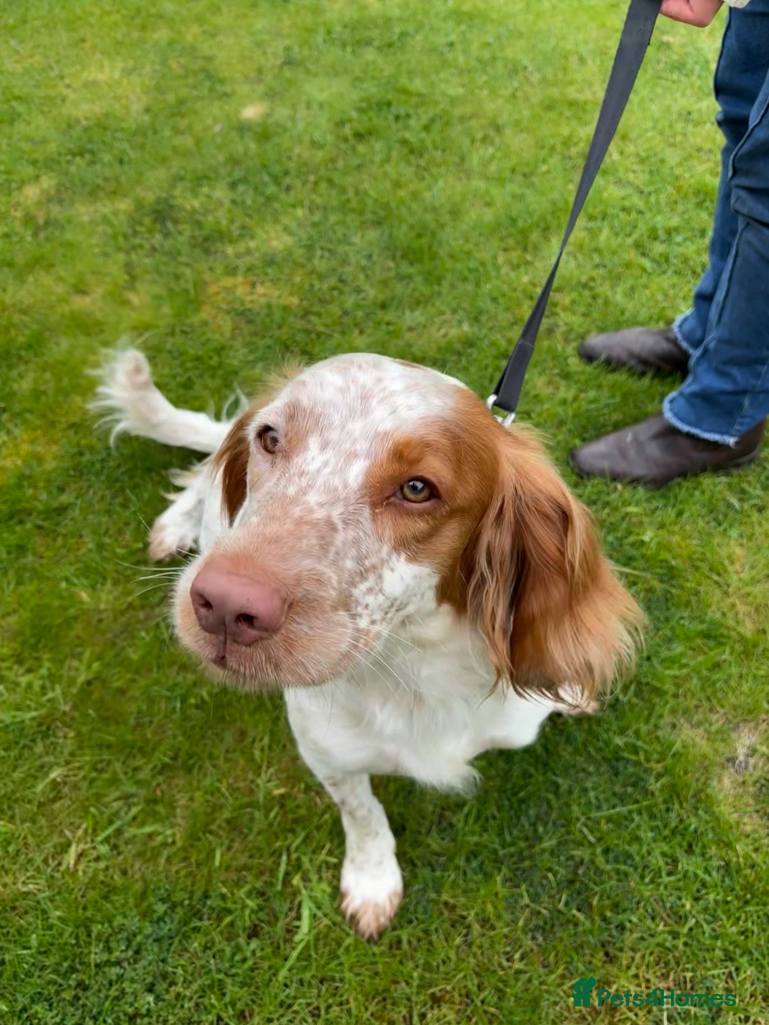 Sprocker dogs Honey – Sprocker Spaniel for Sale - Advert 6