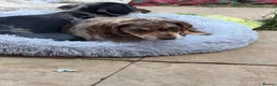 Mixed Breed dogs for sale: Ready✨F1 dockers 1 girl left due to no show  - Advert 4
