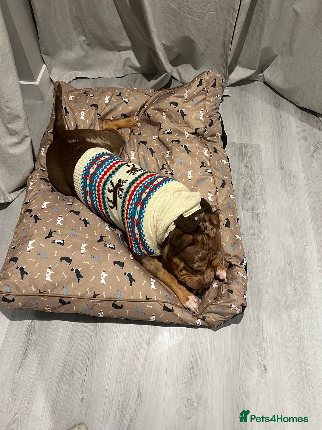 American Bulldog dogs for sale: Pocket bully female ( Asia  - Advert 2