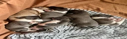Whippet dogs for sale: Whippet KC pregnancy confirmed - Advert 3