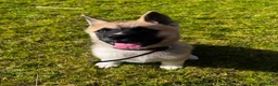 Akita dogs for sale: KC Registered American Akita male puppy 12 weeks in Edinburgh - Advert 1