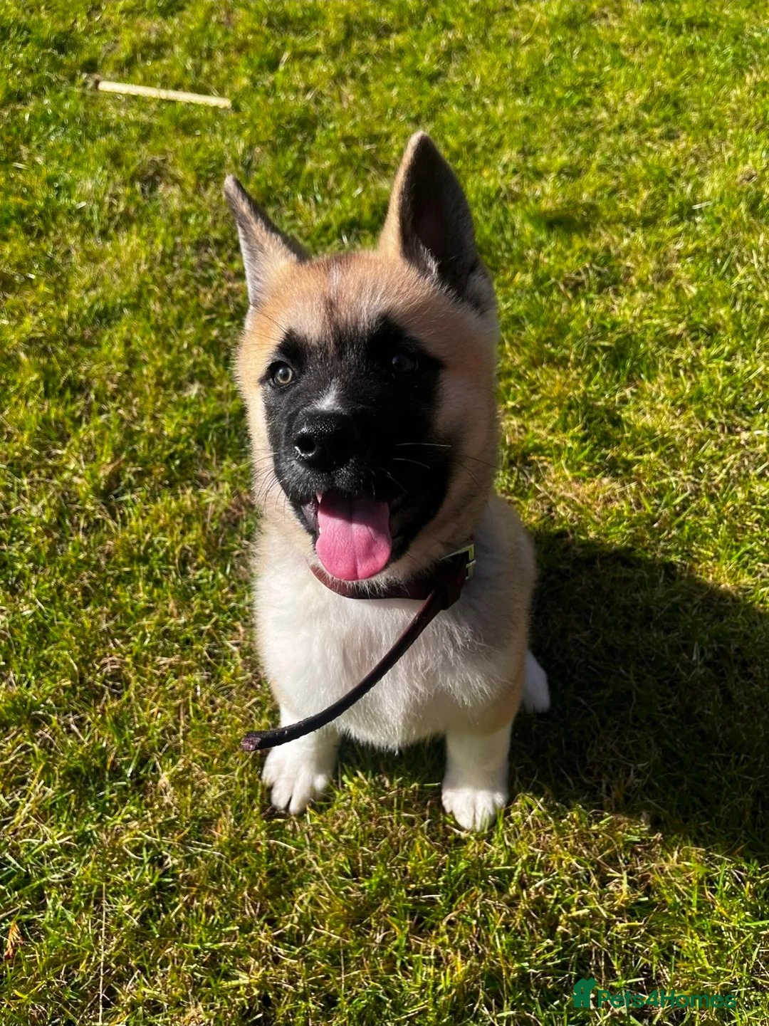Akita dogs for sale: KC Registered American Akita male puppy 12 weeks in Edinburgh - Advert 1