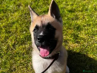 Akita dogs KC Registered American Akita male puppy 12 weeks - Advert 1