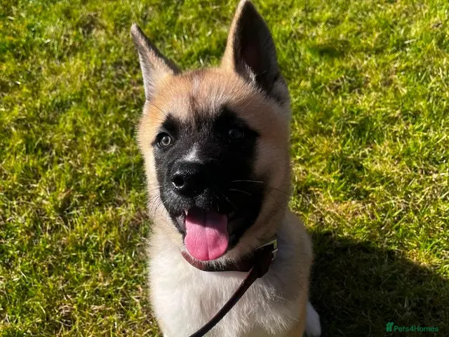 Akita dogs KC Registered American Akita male puppy 12 weeks - Advert 18