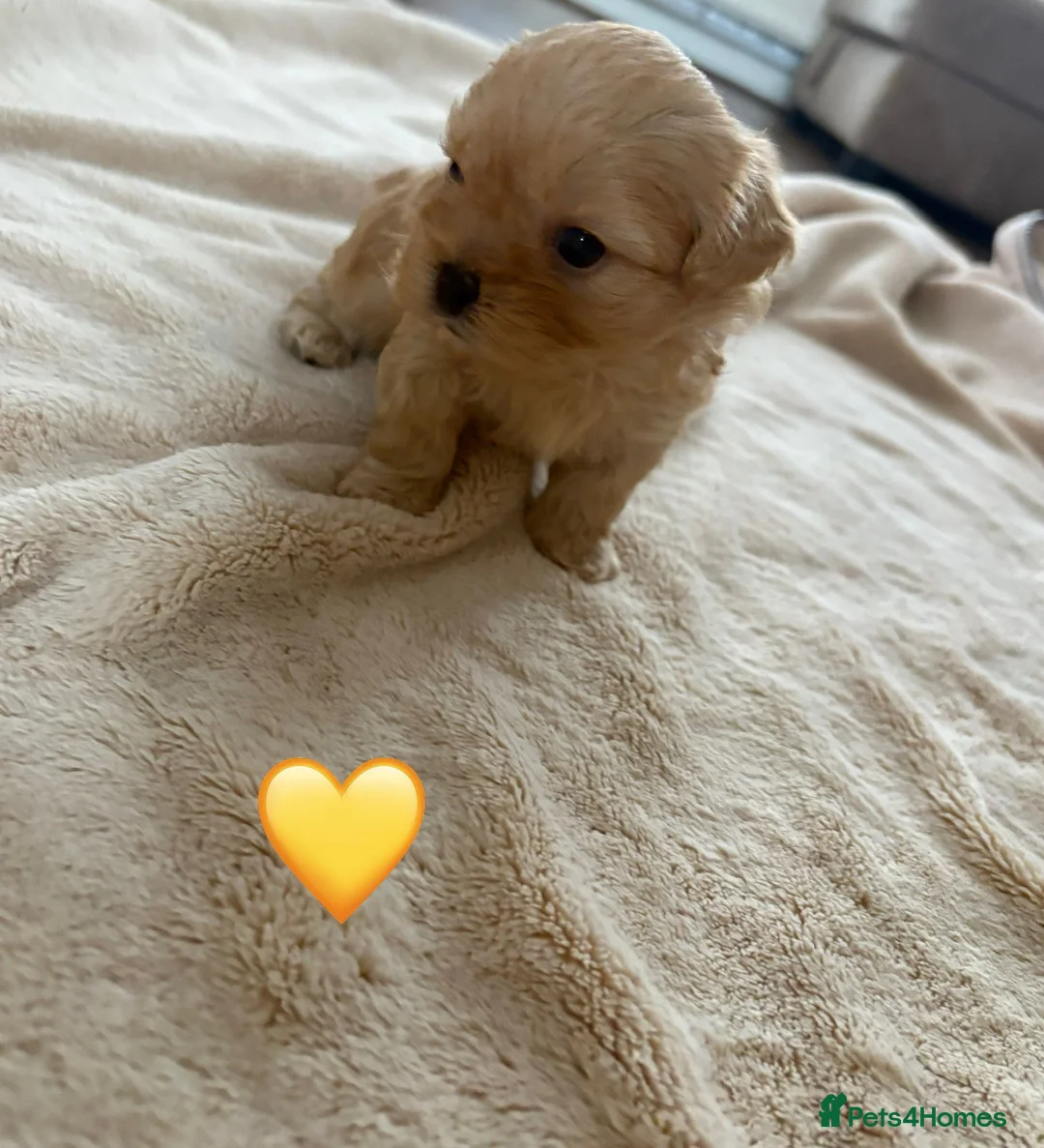 Shih Tzu dogs for sale: Shihtzu puppies - Advert 2