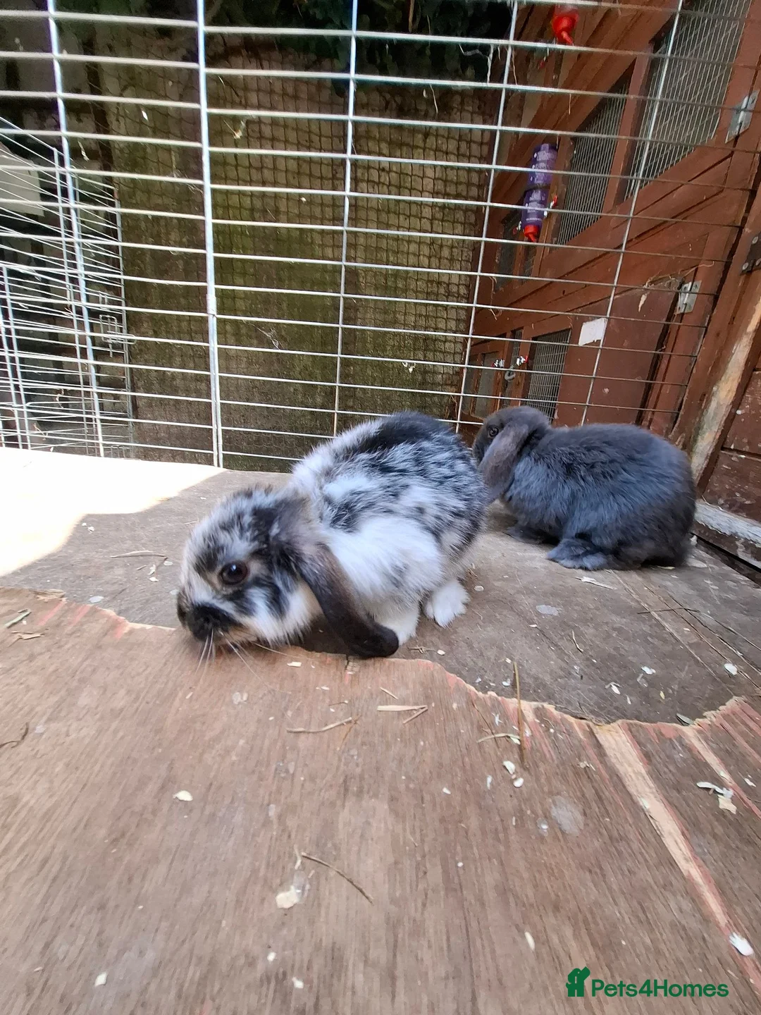Mini Lop rabbits for sale: Mini Lops - Advert 1