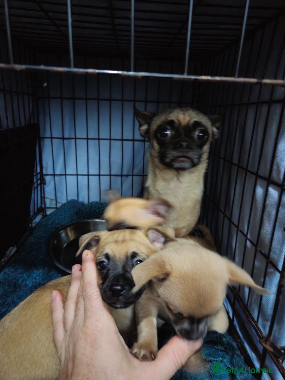 Chug dogs for sale: Beautiful chugs for sale  - Advert 9