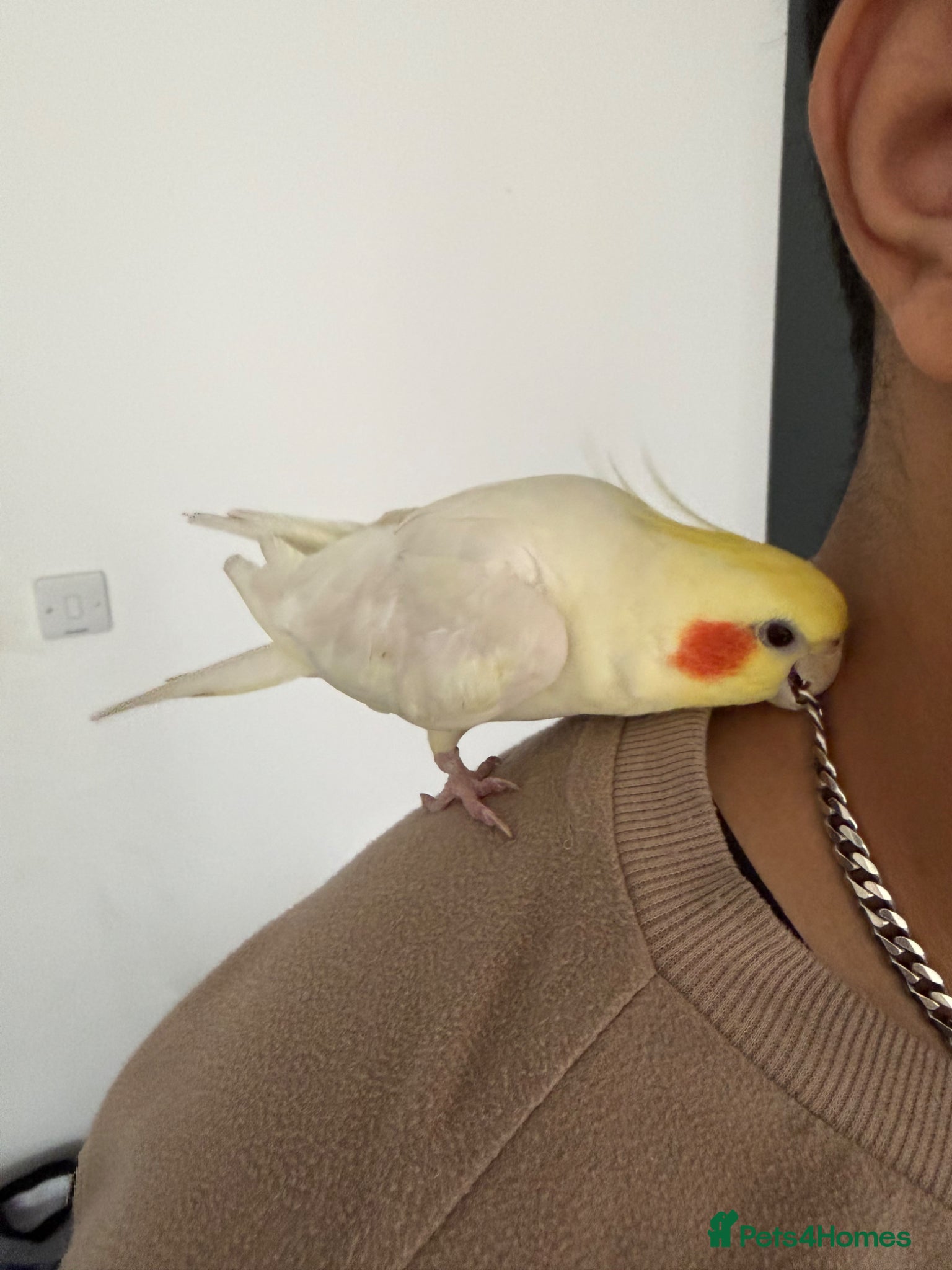 Cockatiels birds Lutino Cockatiel - Advert 3