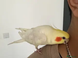 Cockatiels birds Lutino Cockatiel - Advert 1