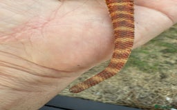 Bearded Dragon reptiles for sale: Bearded Dragon. Red Monster line Tiger Stripe - Image 4