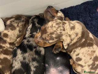 Miniature Dachshund dogs 🍫🍦 1 chocolate cream dapple boy available KC - Advert 11