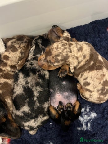 Miniature Dachshund dogs 🍫🍦 1 chocolate cream dapple boy available KC - Advert 1