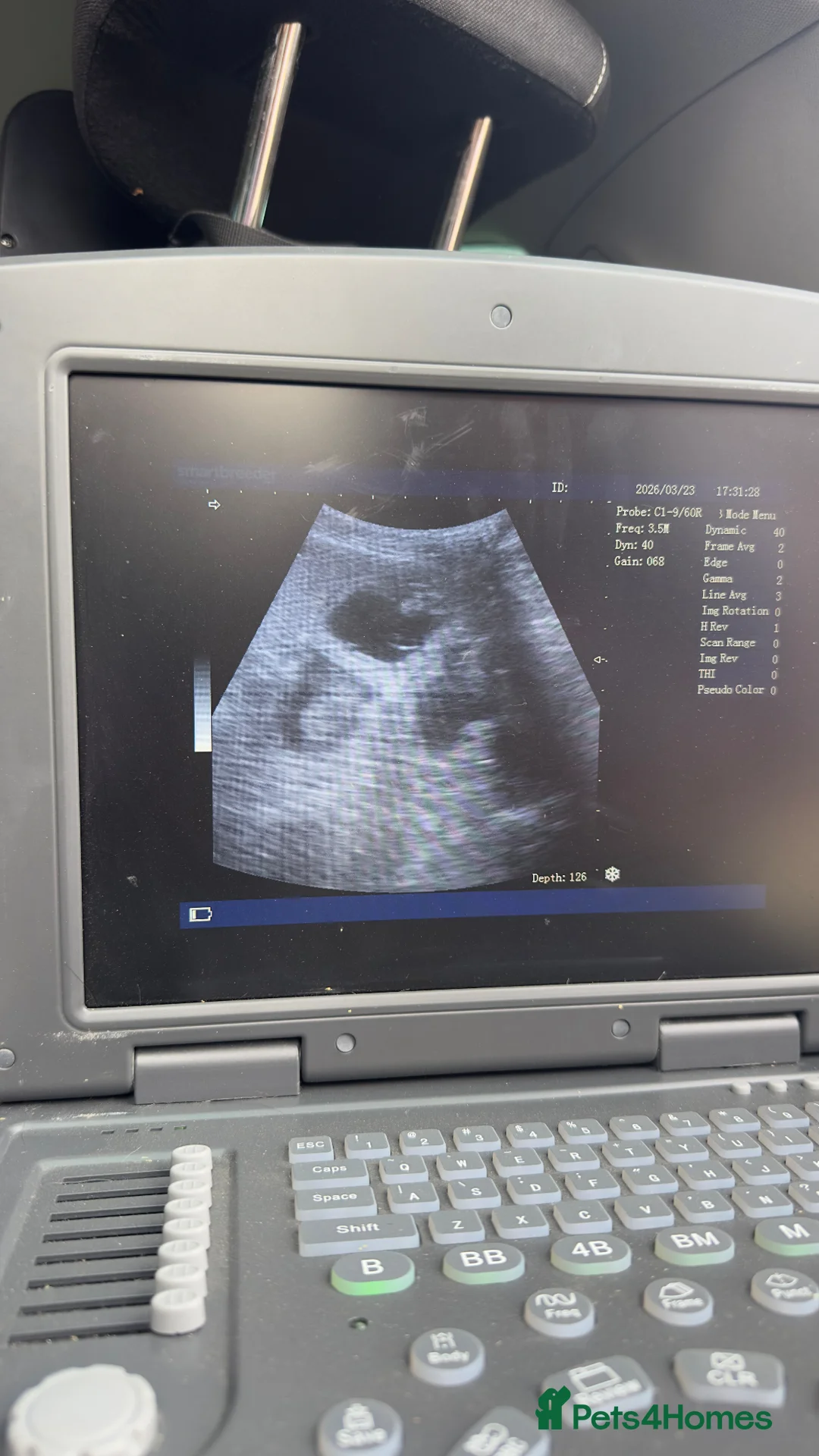 German Shorthaired Pointer dogs for sale: GSP KC Registered Puppies due April 2026 in Craven Arms - Advert 26