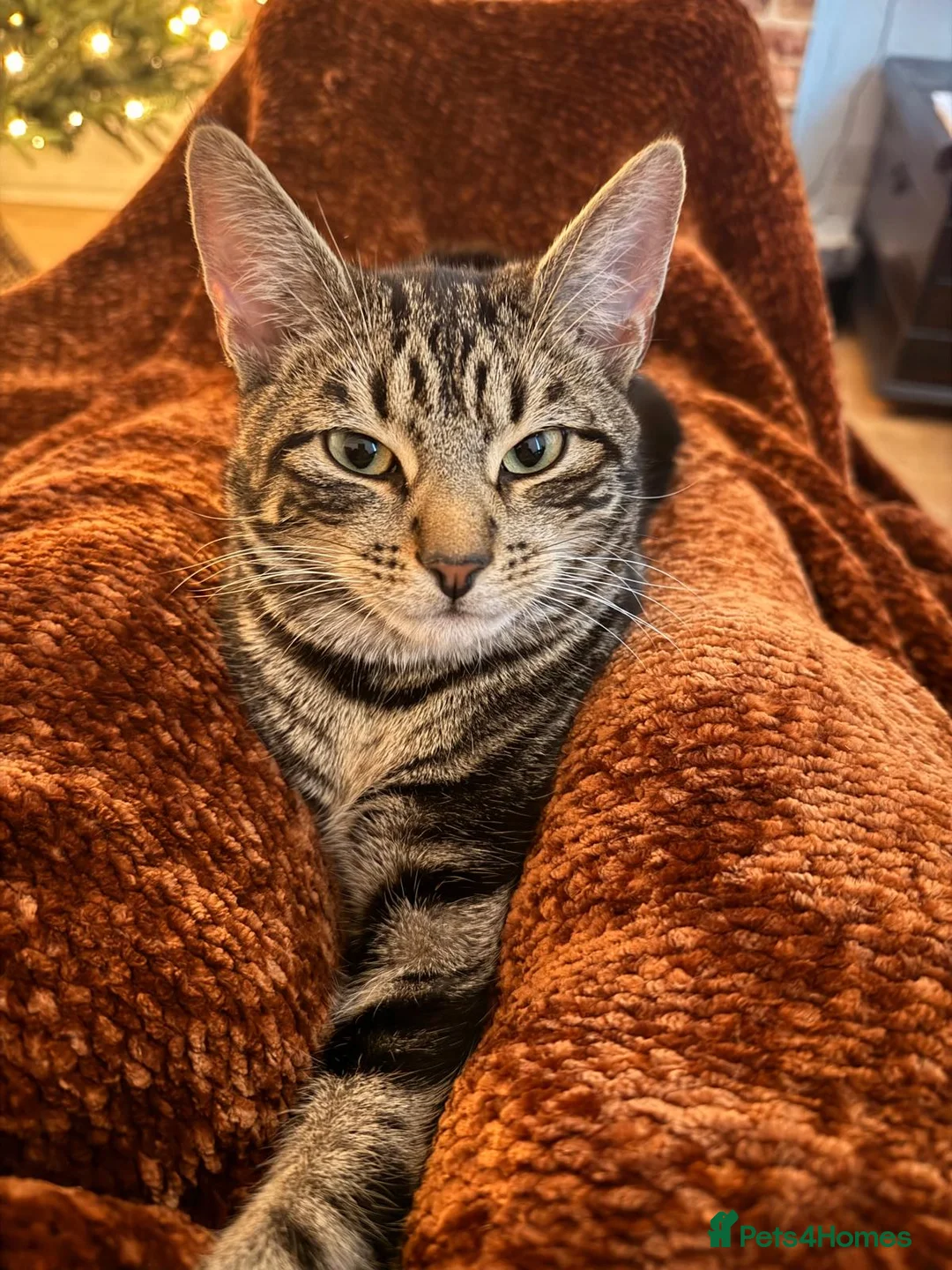 British Shorthair cats for sale: The most loving and affectionate baby  - Advert 9