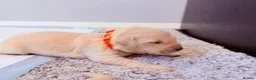 Golden Retriever dogs for sale: Golden retriever puppies  - Advert 11