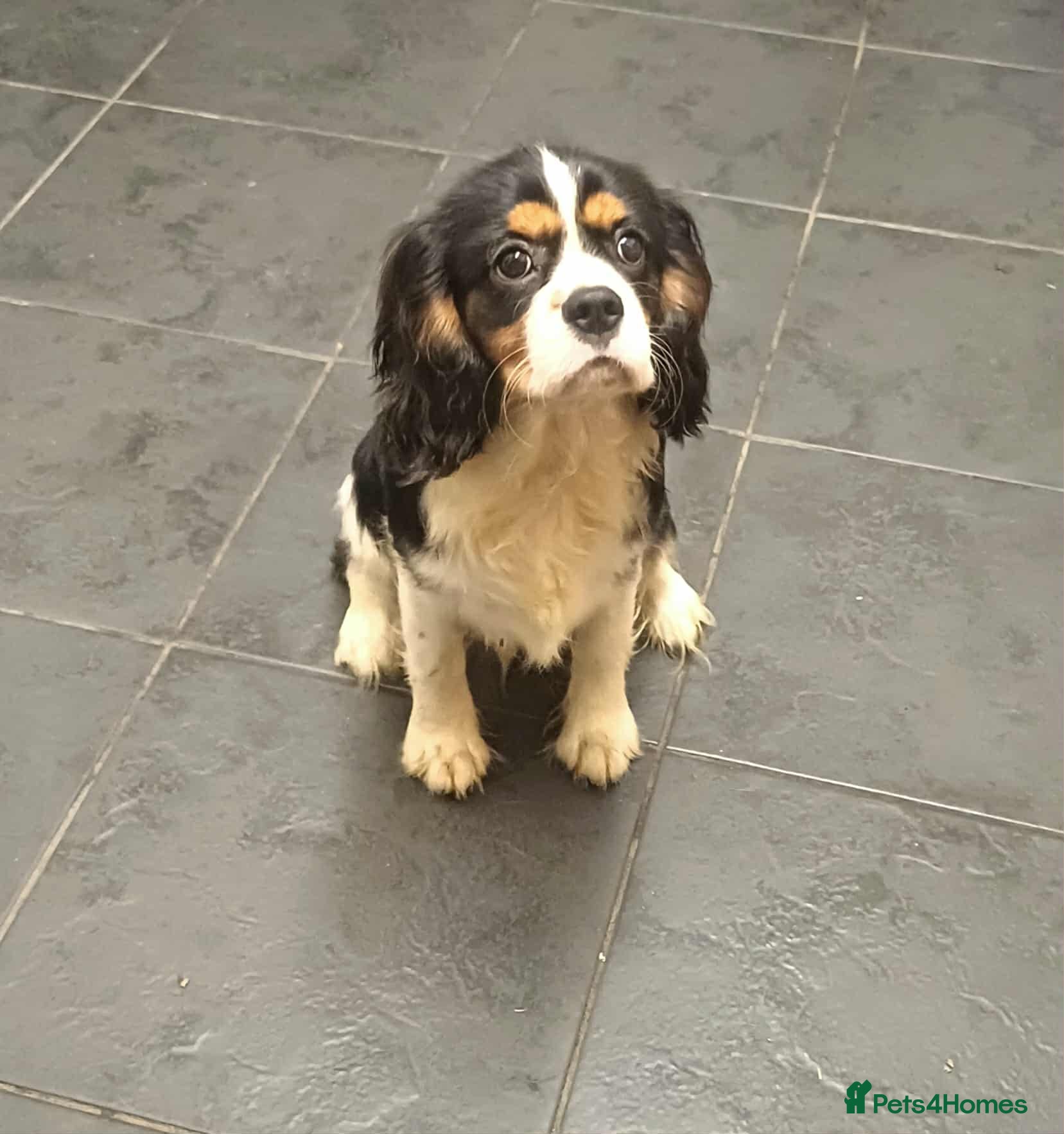 Cavalier King Charles Spaniel dogs *REDUCED last boy*Beautiful kc reg cavaliers - Advert 1