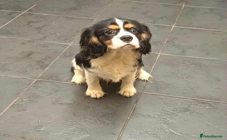 Cavalier King Charles Spaniel dogs - Advert 2